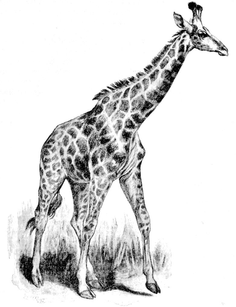 Fig. 159.