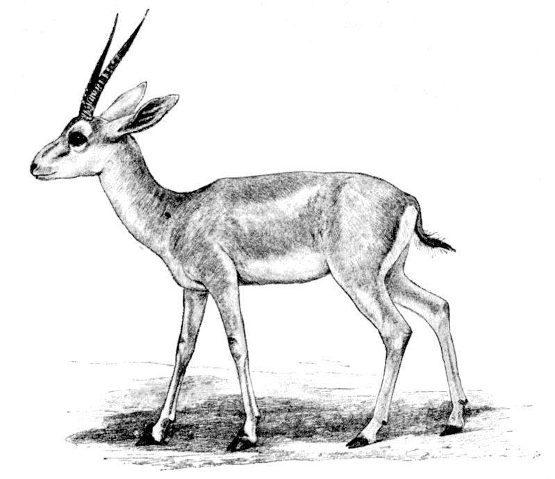 Fig. 161.