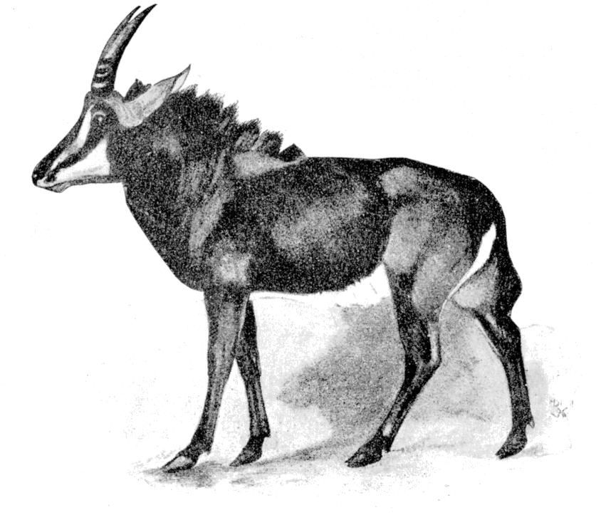 Fig. 162.