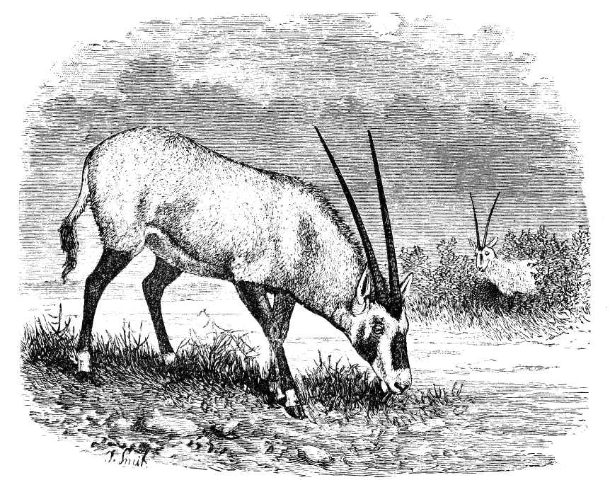 Fig. 163.