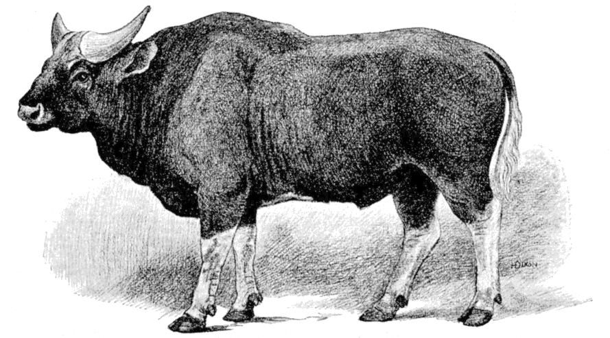 Fig. 166.