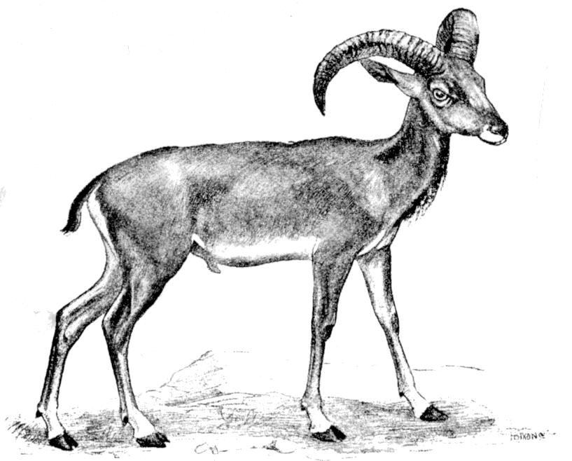 Fig. 170.
