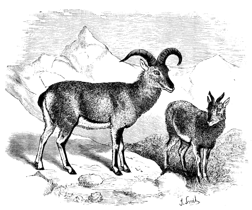 Fig. 171.