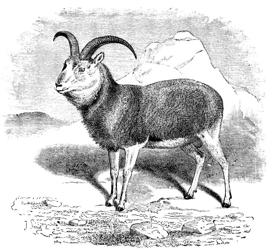 Fig. 172.