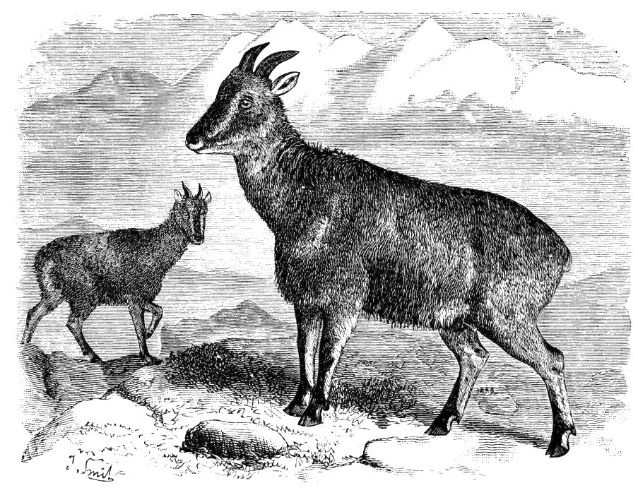 Fig. 174.