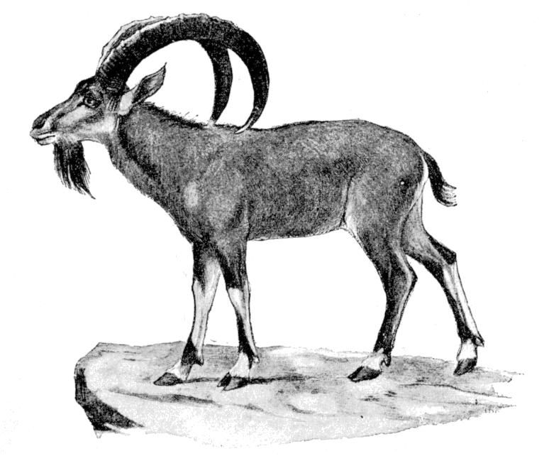 Fig. 175.