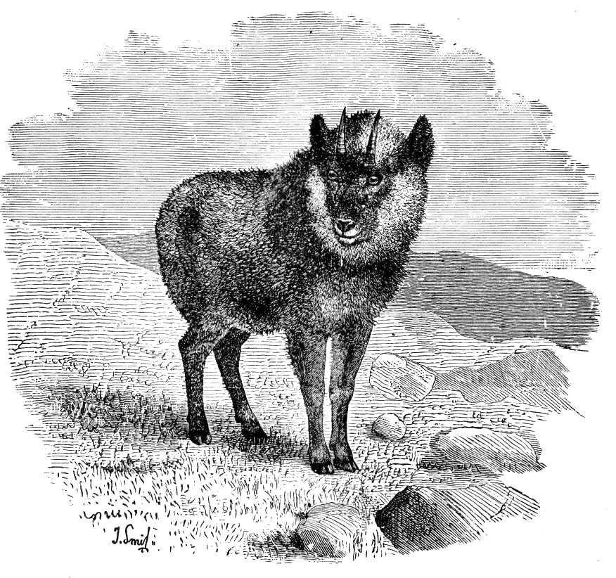 Fig. 176.
