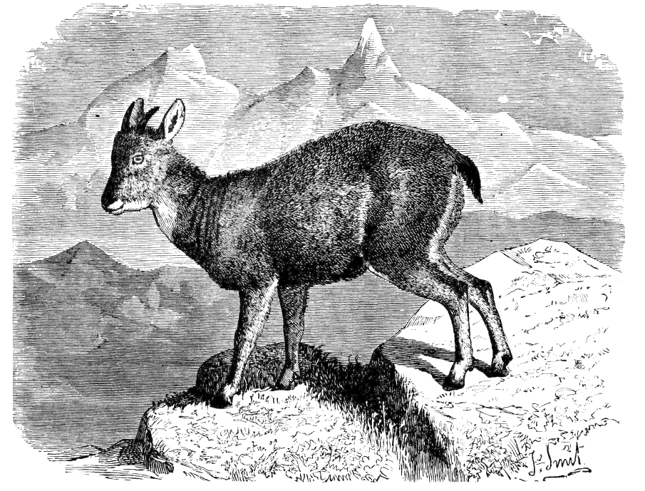 Fig. 177.