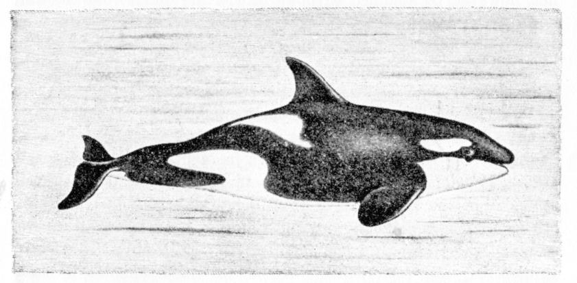 Fig. 180.