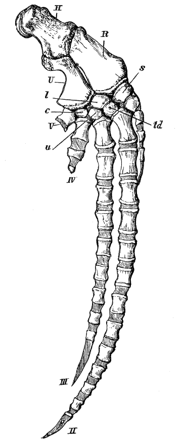 Fig. 181.