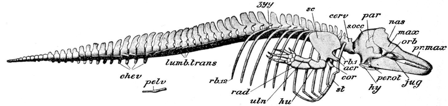 Fig. 183.