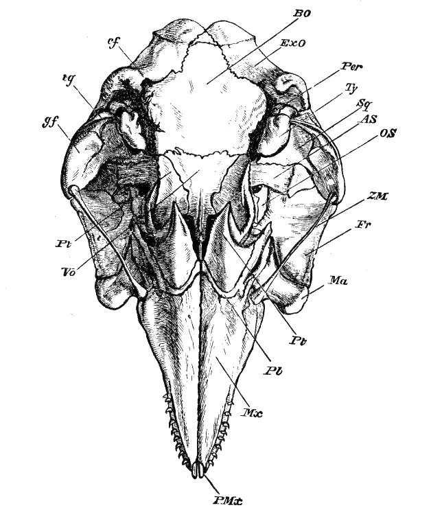 Fig. 184.