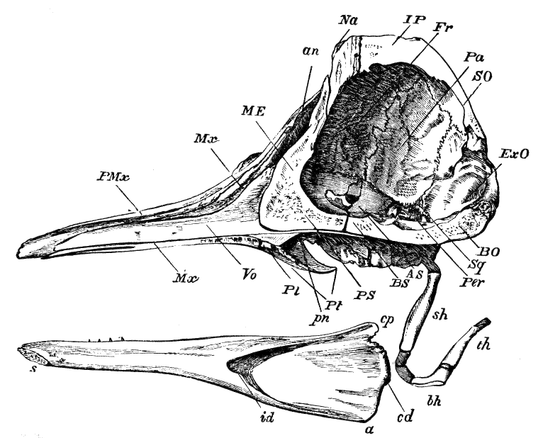 Fig. 185.