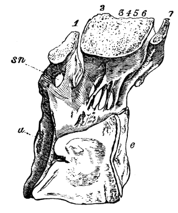 Fig. 186.