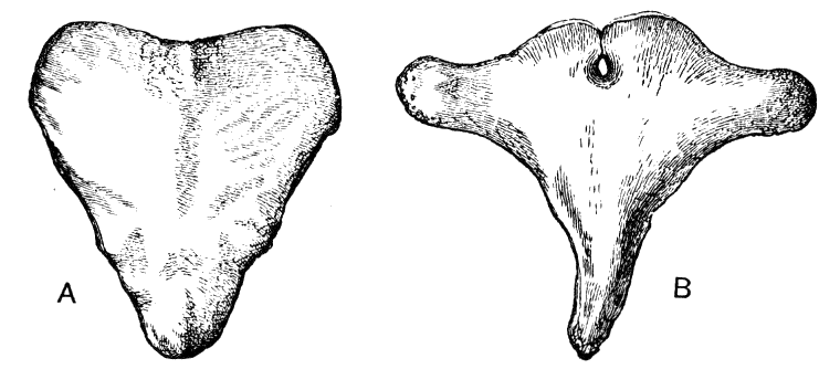 Fig. 187.