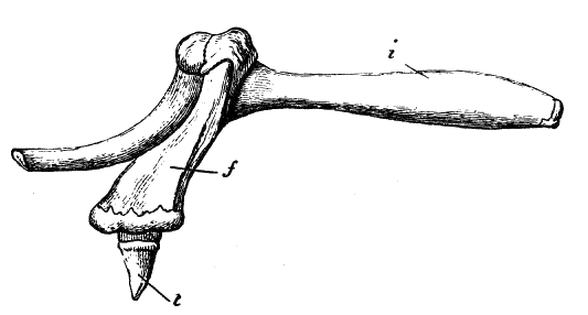 Fig. 188.