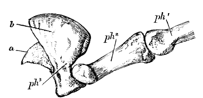 Fig. 194.