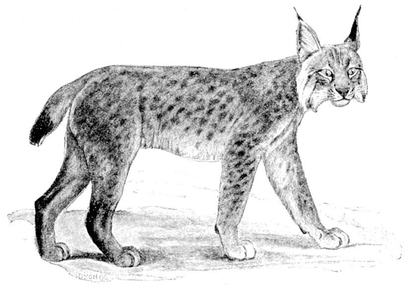 Fig. 196.
