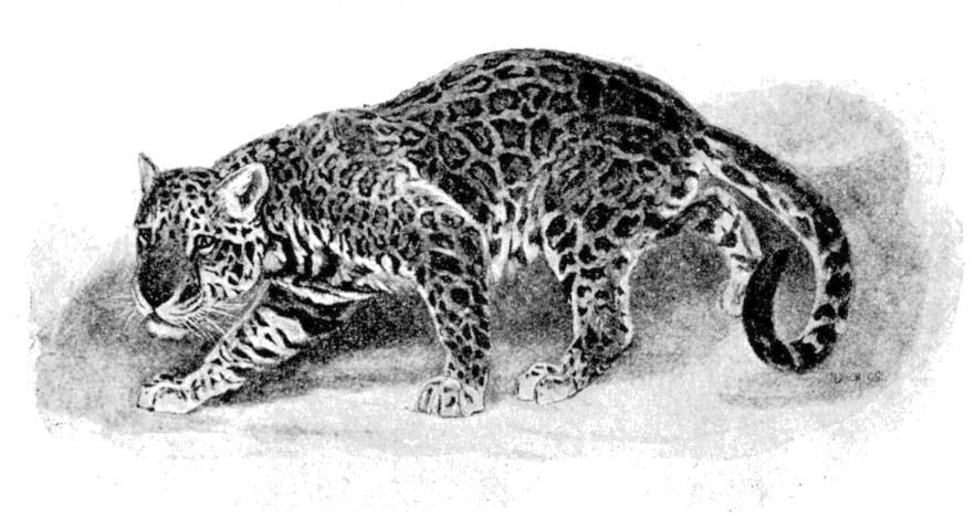 Fig. 197.