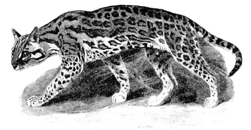 Fig. 198.