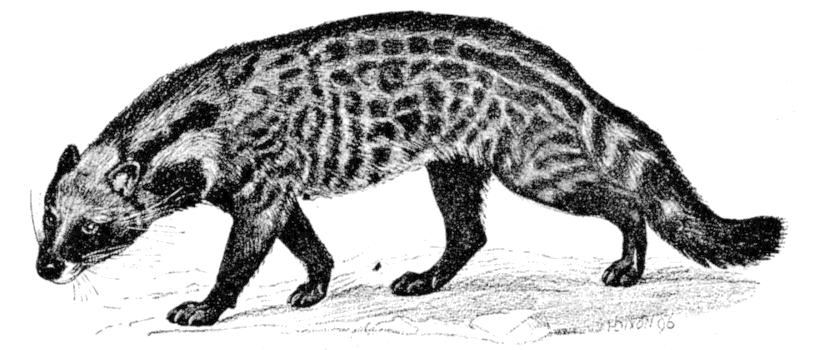 Fig. 200.