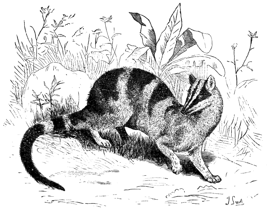 Fig. 201.