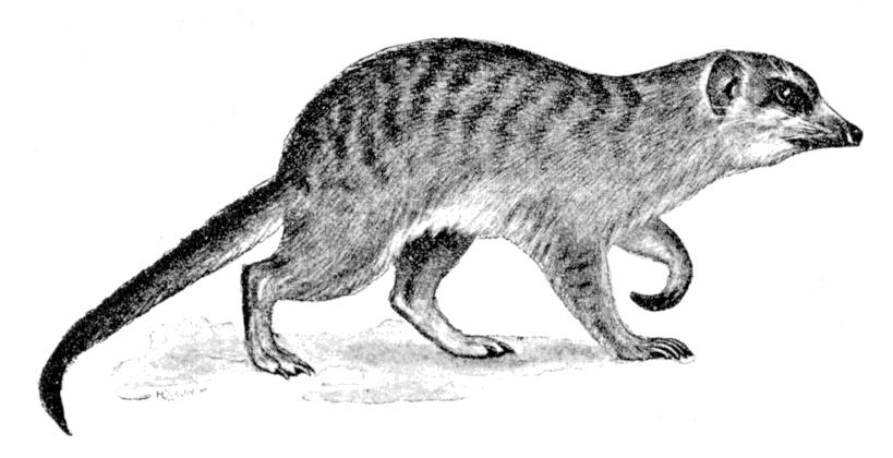 Fig. 203.