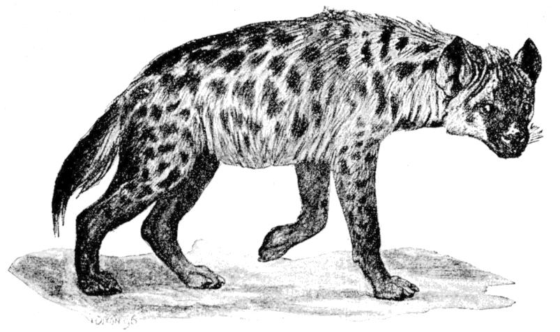 Fig. 204.