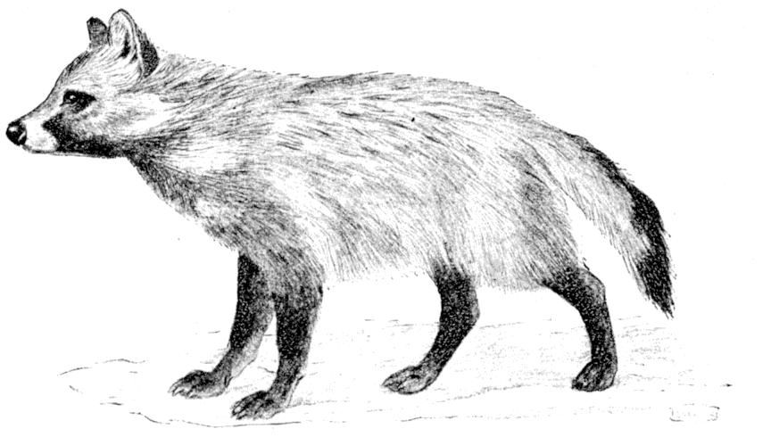 Fig. 206.