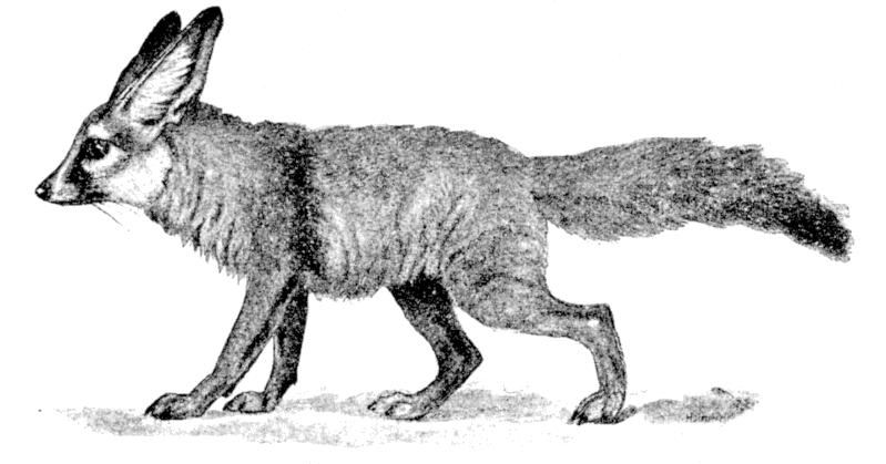 Fig. 207.