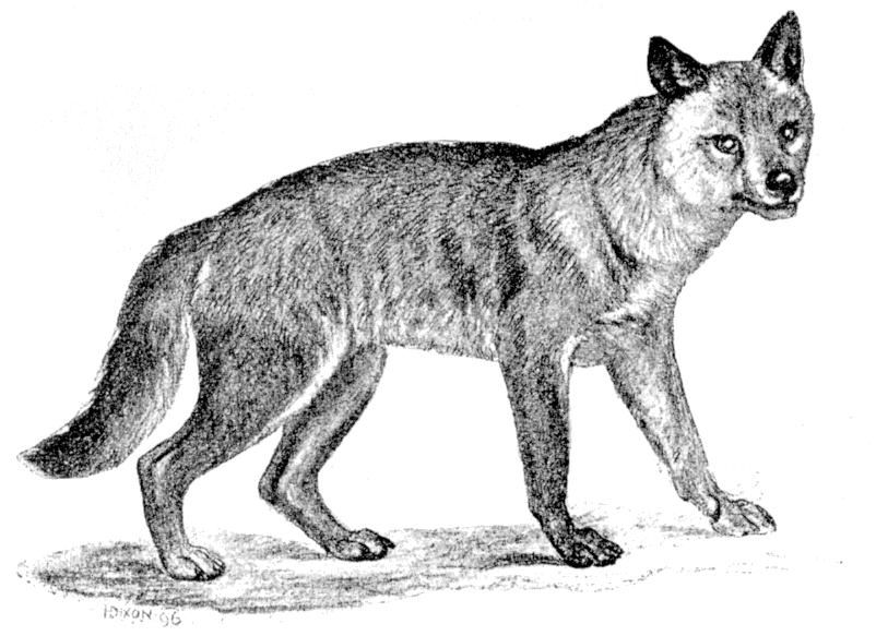 Fig. 208.