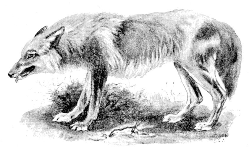 Fig. 210.