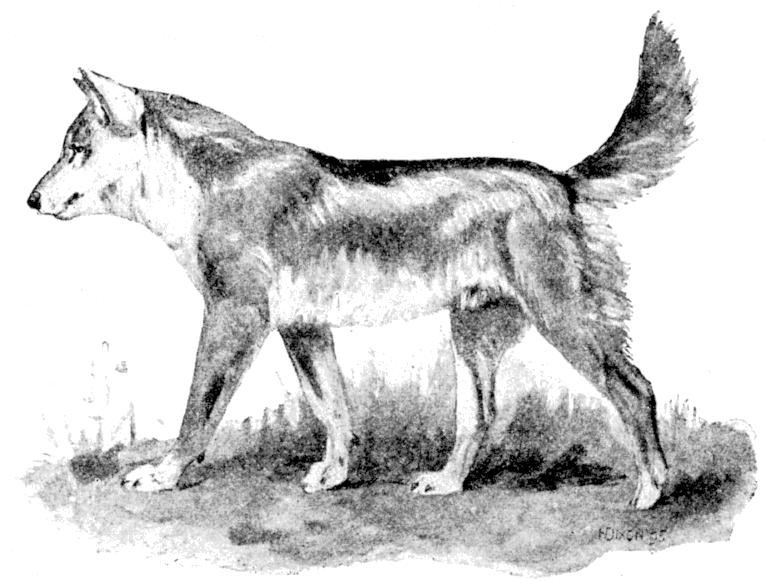 Fig. 211.
