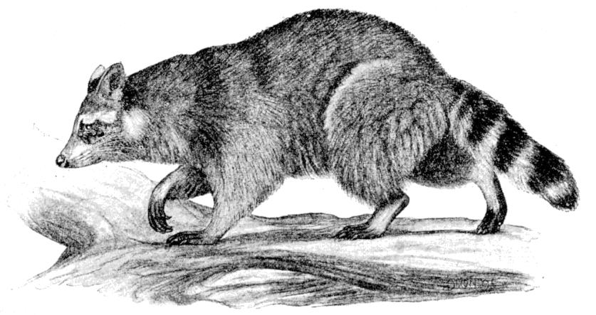 Fig. 213.