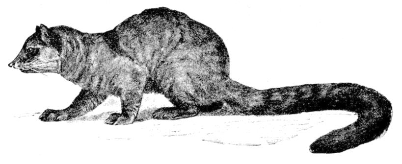 Fig. 214.