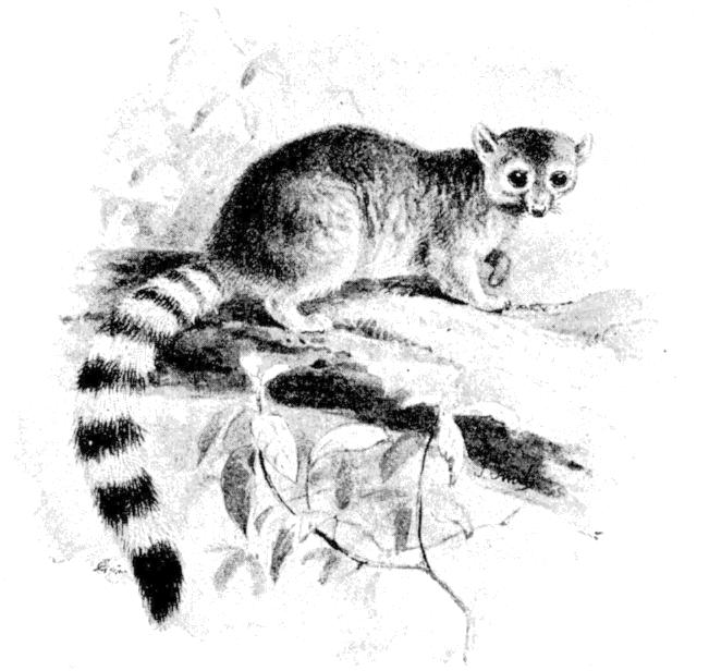 Fig. 215.