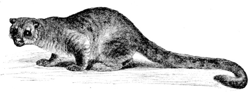 Fig. 216.
