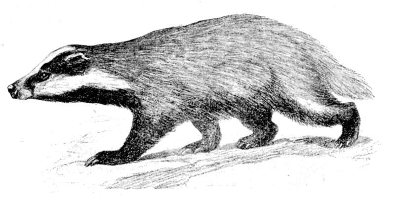 Fig. 218.