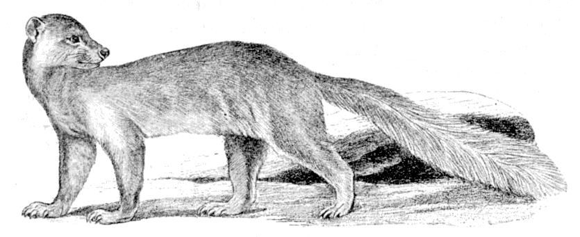 Fig. 219.