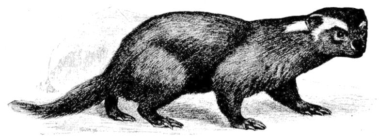 Fig. 220.