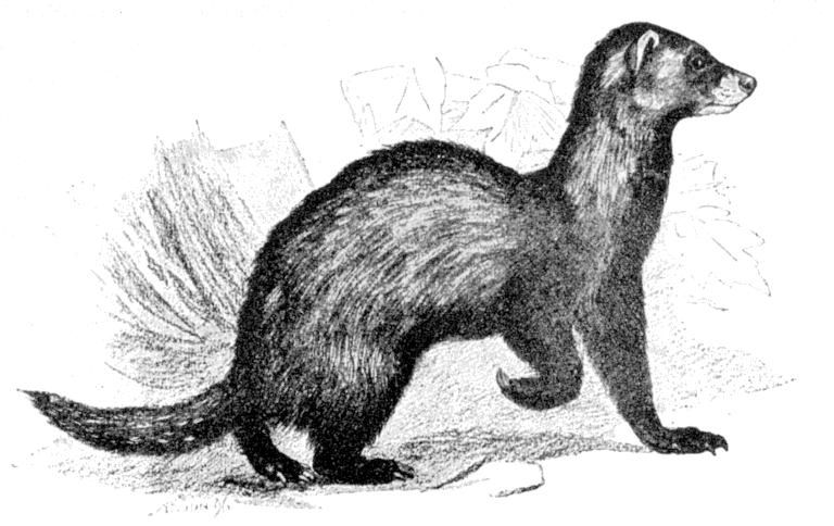 Fig. 221.