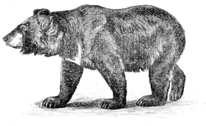 Fig. 224.