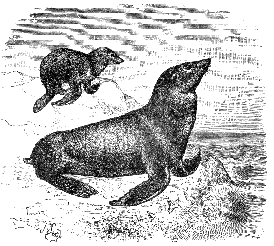 Fig. 229.