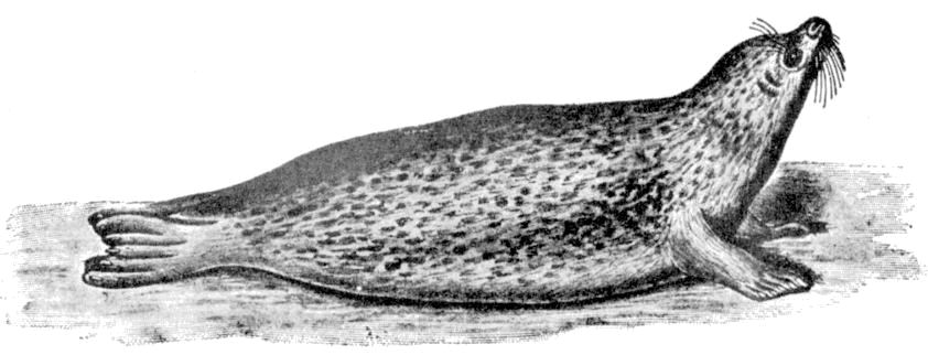 Fig. 230.