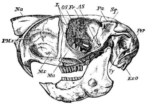 Fig. 231.
