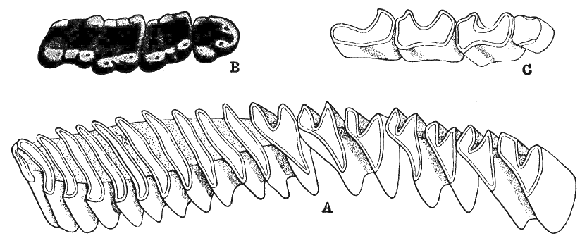 Fig. 232.