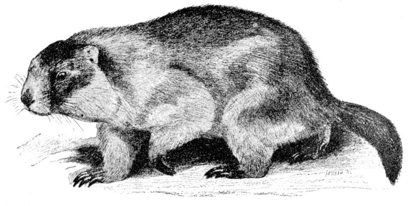 Fig. 233.