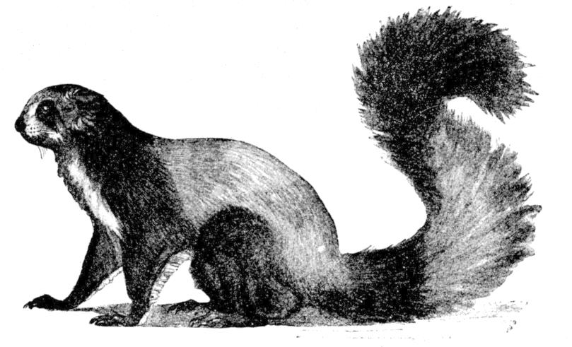 Fig. 234.