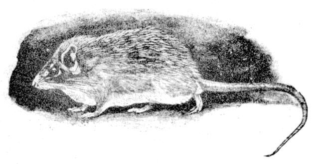 Fig. 235.