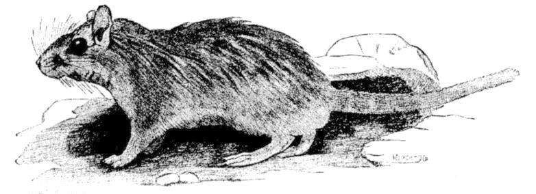 Fig. 236.